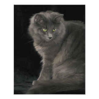 Gray Cat Long Hair Russian Blue Kitten Niedlich Fotodruck