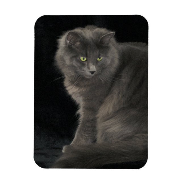 Gray Cat Long Hair Russian Blue Kitten Niedlich Magnet (Vertikal)