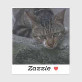 Gray Cat Looking Aufkleber