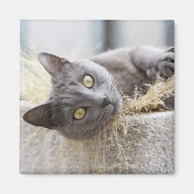 Gray Cat Lying in Pot, Olargues, Herault, Frankrei Magnet (Vorne)