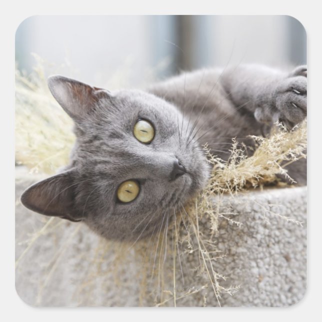 Gray Cat Lying in Pot, Olargues, Herault, Frankrei Quadratischer Aufkleber (Vorderseite)