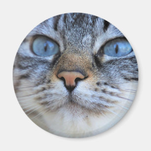 Gray Cat Magnet