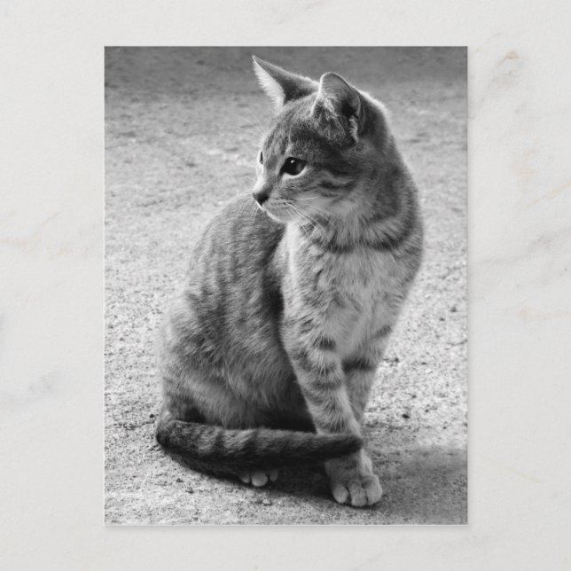 Gray Cat Postcard Postkarte (Vorderseite)