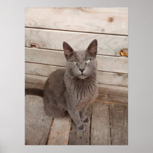 Gray Cat Poster