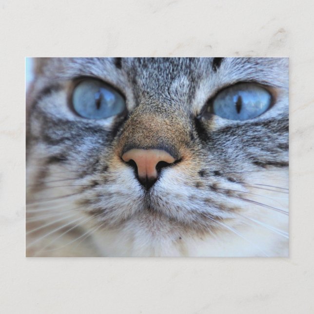 Gray Cat Postkarte (Vorderseite)