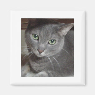 Gray Cat Russian Blue Magnet