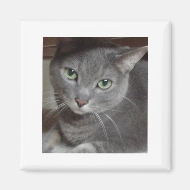 Gray Cat Russian Blue Magnet (Vorne)