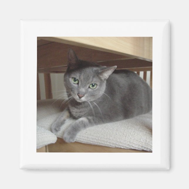 Gray Cat Russian Blue Magnet (Vorne)