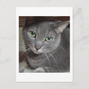 Gray Cat Russian Blue Postkarte