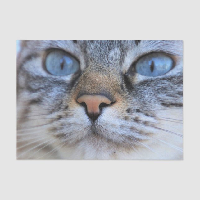 Gray Cat Seidenpapier (Vorderseite)