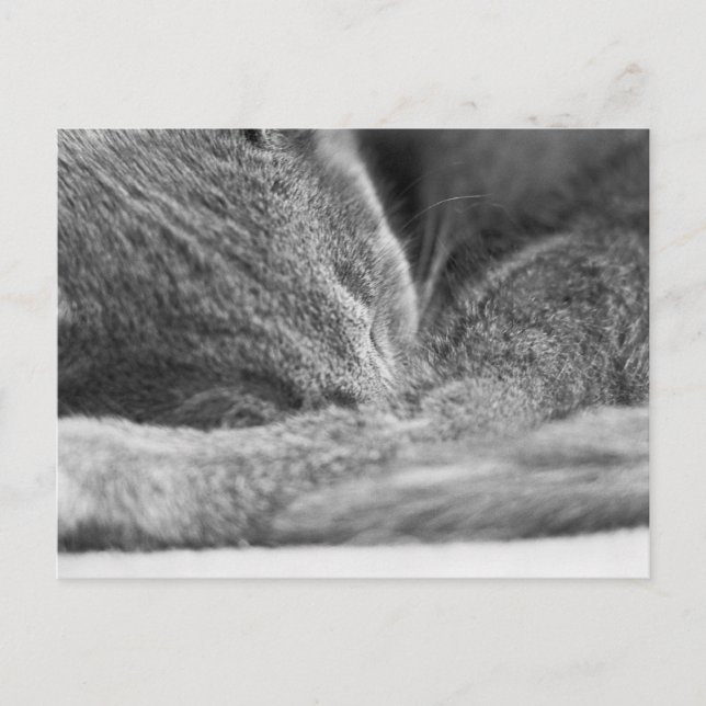Gray Cat Sleeping Postkarte (Vorderseite)