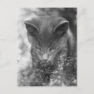 Gray Cat Stalking Postkarte
