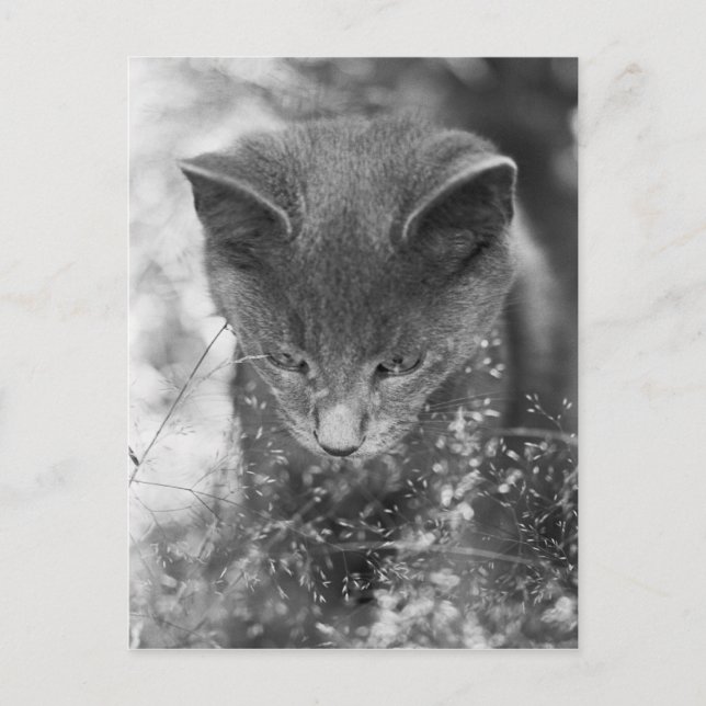 Gray Cat Stalking Postkarte (Vorderseite)