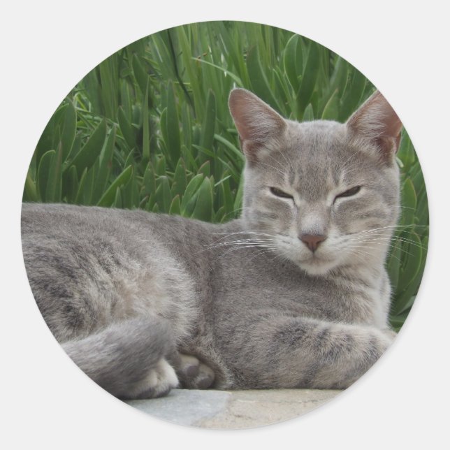 Gray Cat Stickers (Vorderseite)