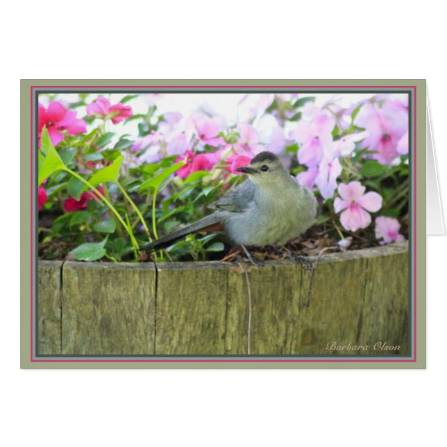 Gray Catbird (Vorderseite (Horizontal))