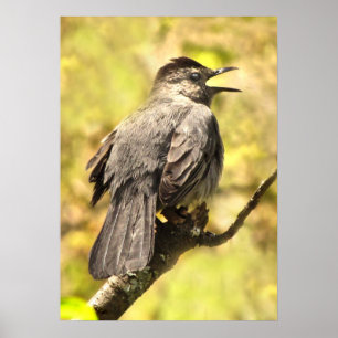 Gray Catbird Chante Son Affiche De Chanson