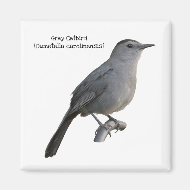 Gray Catbird Magnet (Vorne)