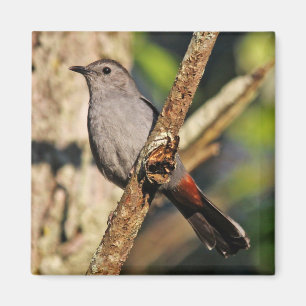 Gray Catbird Magnet