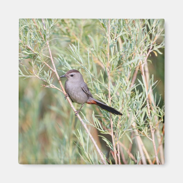 Gray Catbird Magnet (Vorne)