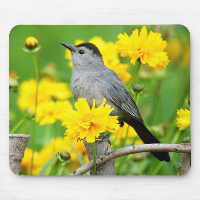 Gray Catbird on wooden fence Mousepad (Vorne)