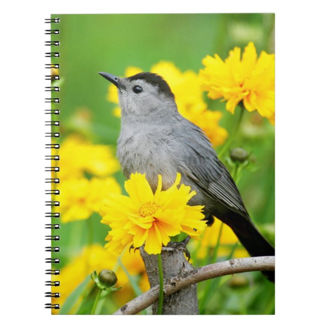 Gray Catbird on wooden fence Notizblock (Vorderseite)