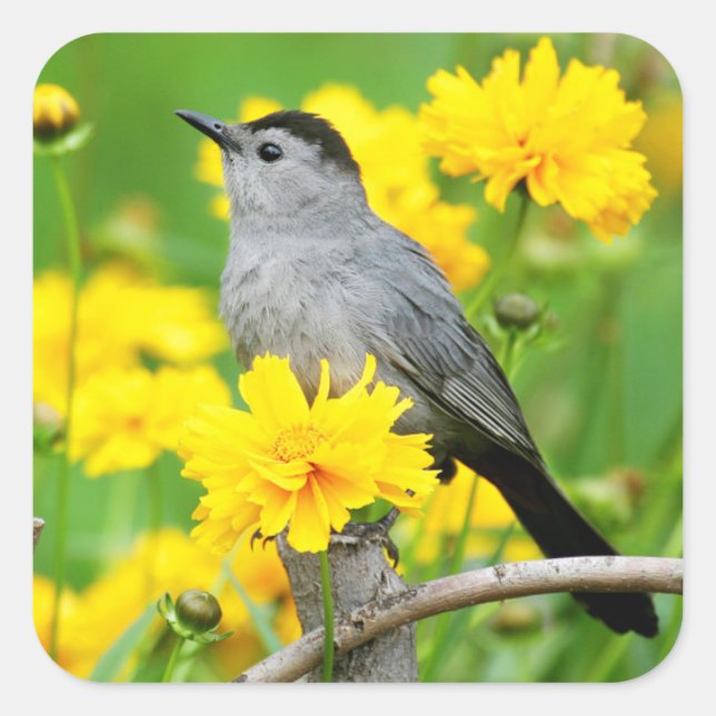 Gray Catbird on wooden fence Quadratischer Aufkleber (Vorderseite)