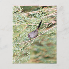 Gray Catbird Postkarte
