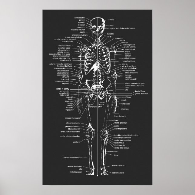 gray chalkboard style skeleton poster (Vorne)