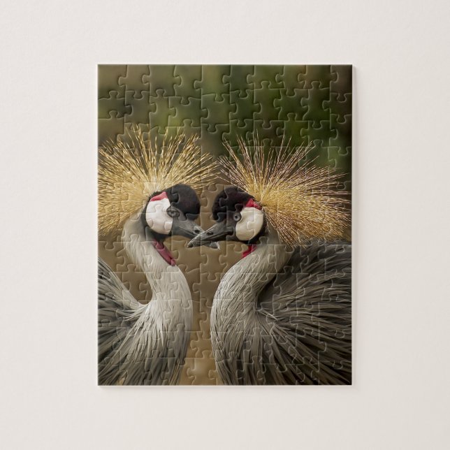 Gray Crowned Crane (Vertikal)