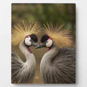 Gray Crowned Crane Fotoplatte