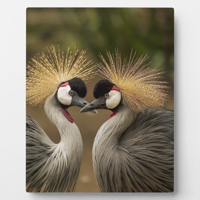 Gray Crowned Crane Fotoplatte (Vorderseite)