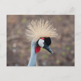 Gray Crowned Crane Postkarte