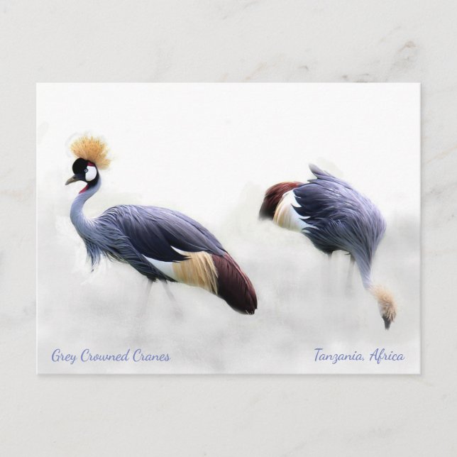 Gray Crowned Cranes Postkarte (Vorderseite)
