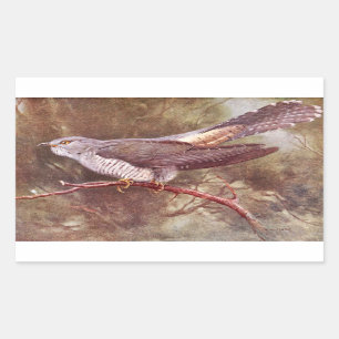 Gray Cuckoo Vintag Illustration Rechteckiger Aufkleber