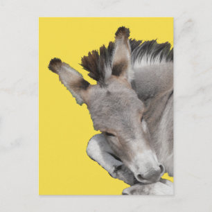 Gray Donkey Foal Postkarte