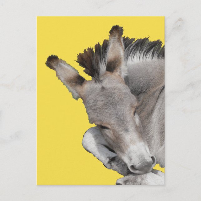 Gray Donkey Foal Postkarte (Vorderseite)