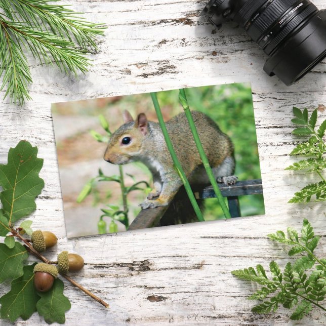 Gray Eichhörnchen Foto Postcard Postkarte (Von Creator hochgeladen)
