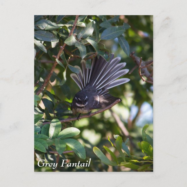Gray Fantail Postkarte (Vorderseite)