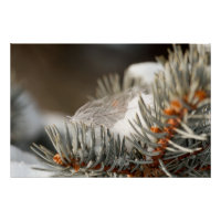 Gray Feather im Winter Evergreen Branch