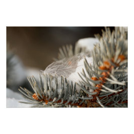 Gray Feather im Winter Evergreen Branch Poster