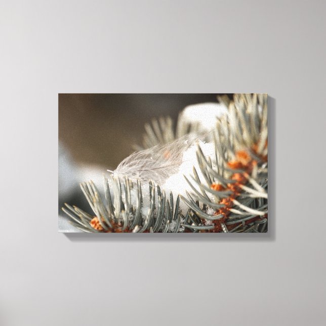 Gray Feather in Snowy Evergreen Branch Leinwanddruck (Vorderseite)