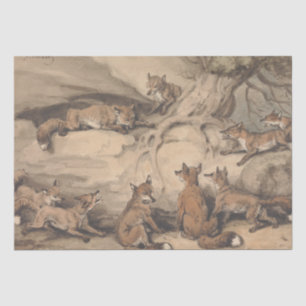 Gray Fox (Canis Virginianus) Seidenpapier