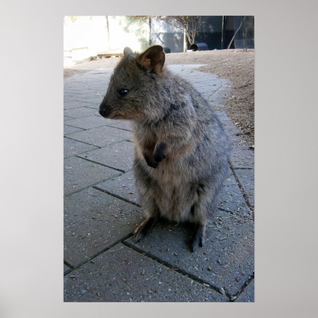 Gray Furry Australian Quokka, Poster (Vorne)