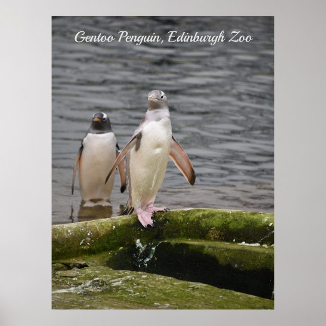 Gray Gentoo Penguin Edinburgh Zoo Écosse Poster (Devant)
