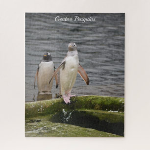 Gray Gentoo Penguin Edinburgh Zoo Schottland