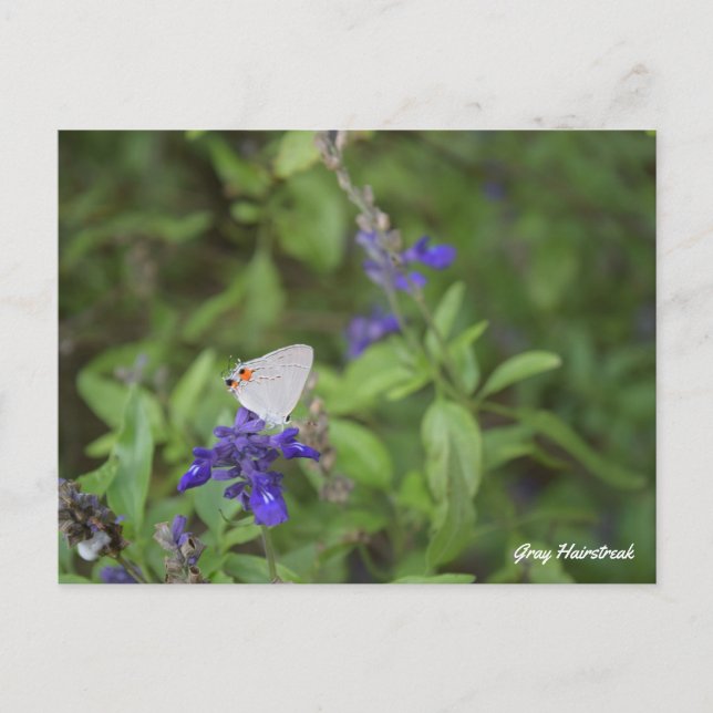 Gray Hairstreak Butterfly Postkarte (Vorderseite)