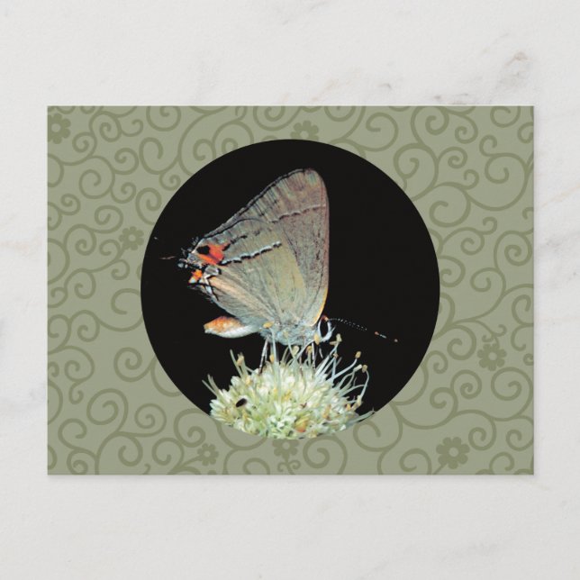 Gray Hairstreak Butterfly Postkarte (Vorderseite)