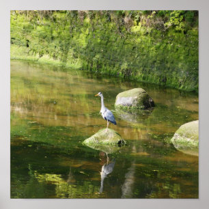 Gray Heron an einem Fluss in Warkworth Northumberl Poster