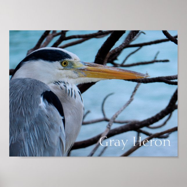 Gray Heron Poster (Vorne)