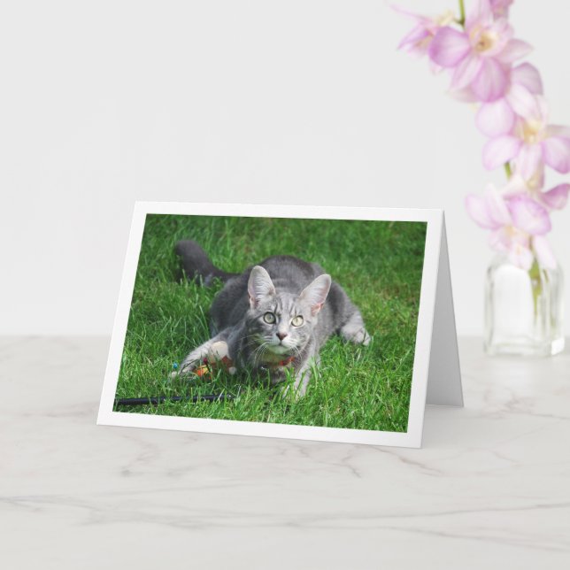 Gray Kitten auf Rasen mit Toy Karte (Orchidee)
